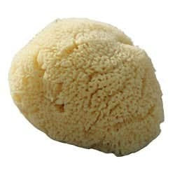 Beaming Baby Org Baby Sea Sponge 1large