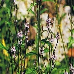 Dr Bach Vervain Bach Flower Remedy 10ml