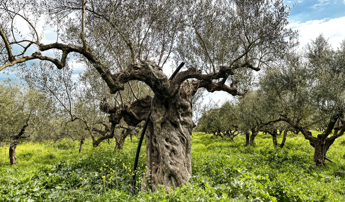 Citizens of Soil Greek Organic Extra Virgin Olive Oil 500ml