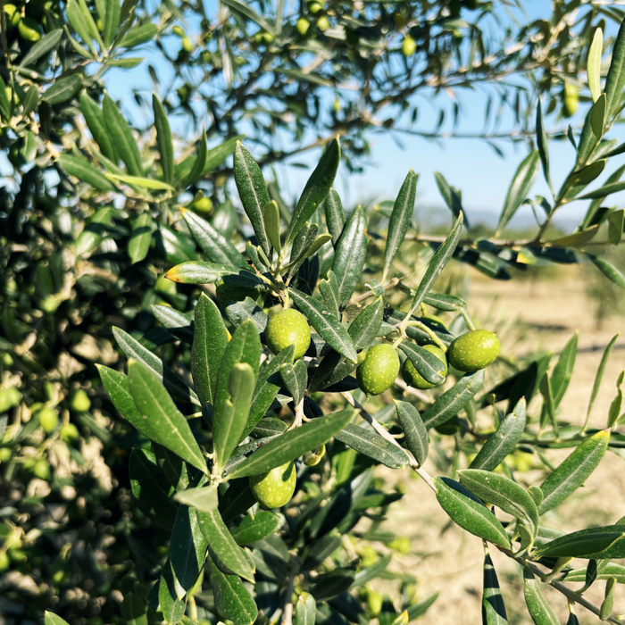 Citizens of Soil Tuscan Organic Extra Virgin Olive Oil 500ml